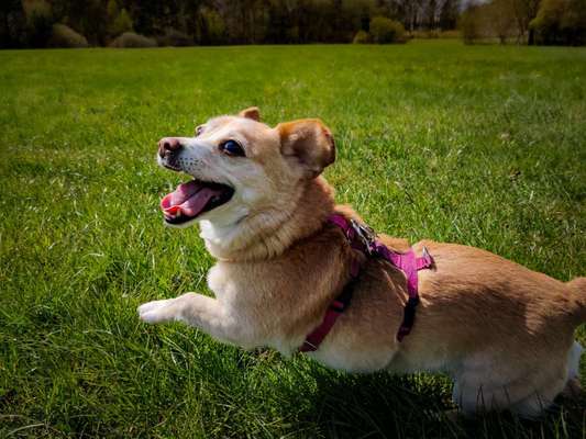 zeigt mal eure schönsten Fotos von euren Lieblingen.-Beitrag-Bild