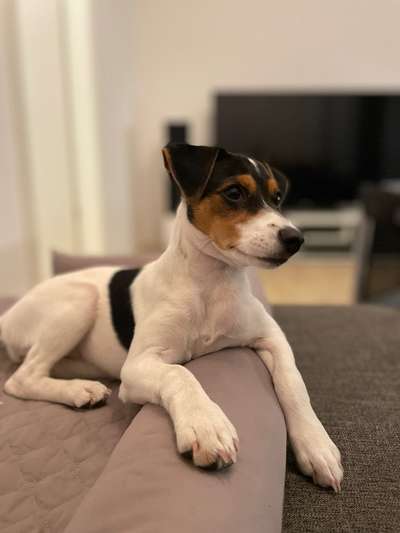 Hundetreffen-Spiel & Spaß mit Jelly-Bild