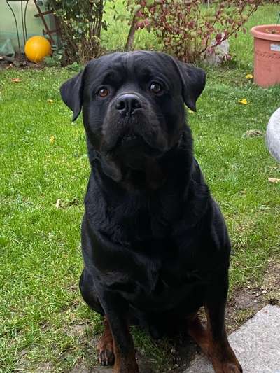 Freunde von 'Kampfhunden'-Beitrag-Bild