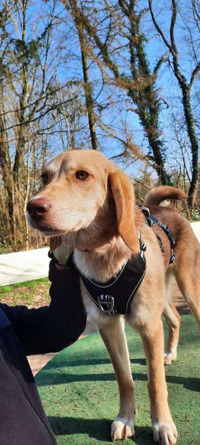 Griechische Bracke-Beitrag-Bild