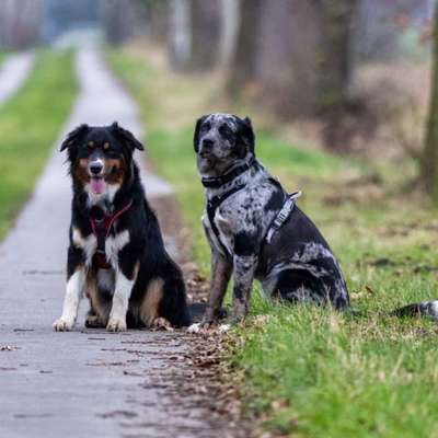 Hundetreffen-Spielstunde-Bild