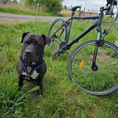 Hundetreffen-Einfach ne Runde Fahrrad fahren-Bild