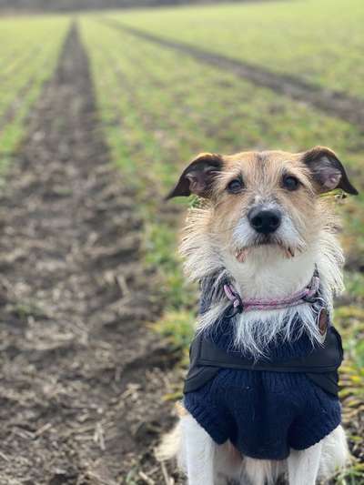 Welpen Bilder !-Beitrag-Bild