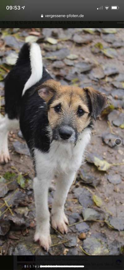 Welpen Bilder !-Beitrag-Bild