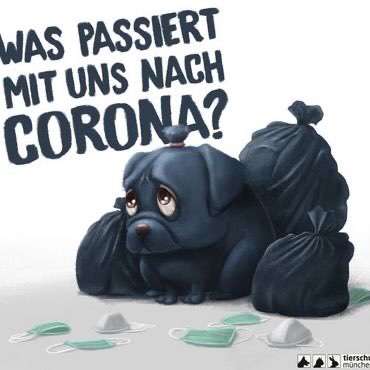 Neuer Corona Trend: Hundekauf/Verleih?!-Beitrag-Bild