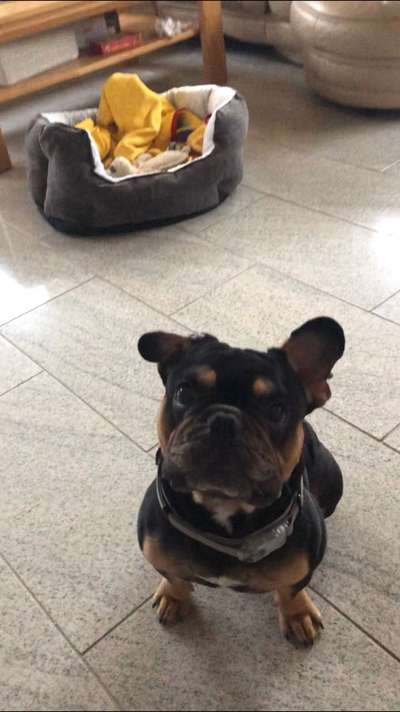 Französische Bulldoggen-Beitrag-Bild