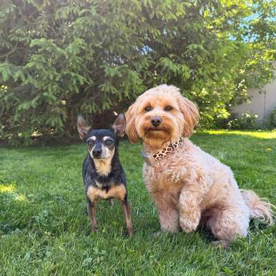 Hundetreffen-Social Walk 🐶-Bild