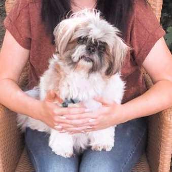 Shih Tzu von Jung bis Senioren-Beitrag-Bild