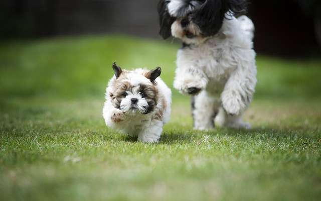 Shih Tzu von Jung bis Senioren-Beitrag-Bild