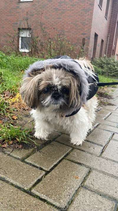 Shih Tzu von Jung bis Senioren-Beitrag-Bild