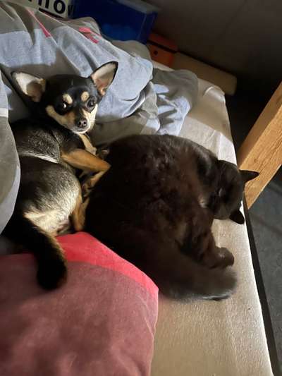 Zeigt eure verrücktesten Hundebilder-Beitrag-Bild