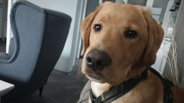 Labradorfans-Beitrag-Bild