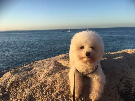 Postet das beste Foto von euren 4 beinern-Beitrag-Bild