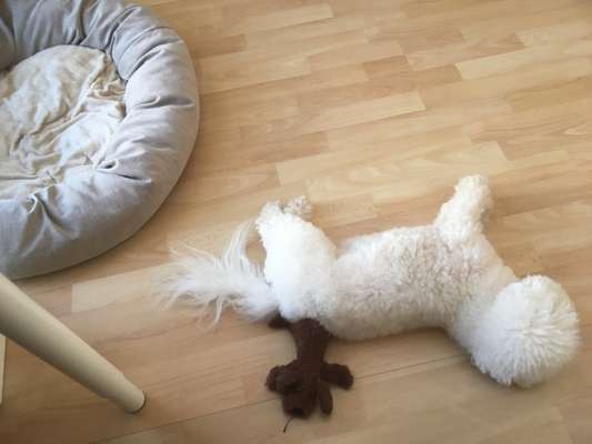 Zeigt mir die lustigsten Schlafpositionen eurer Fellnasen-Beitrag-Bild