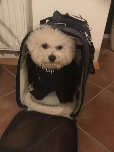 grumpy dog 😅-Beitrag-Bild