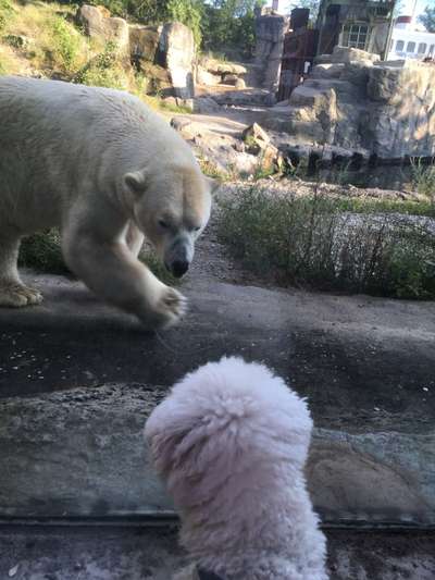 Bilder Hund und andere Tiere-Beitrag-Bild