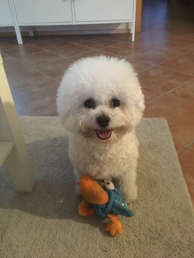 Lachen😀 eure Hunde auch so gerne😂-Beitrag-Bild