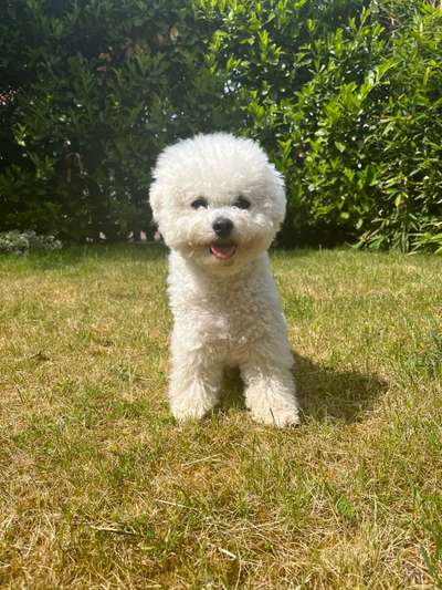 Bichon Friese-Beitrag-Bild