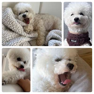 18. Collagen Challenge - Zunge raus!-Beitrag-Bild