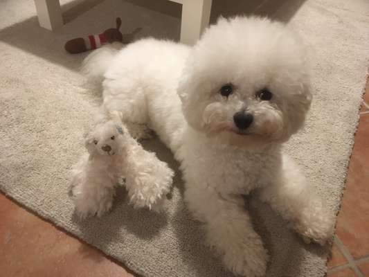 Rassen und ihre Eigenschaften-Beitrag-Bild