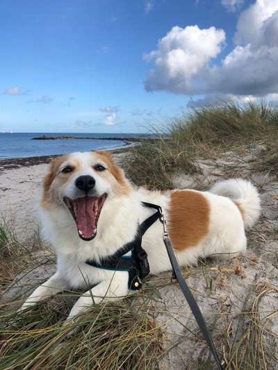 Hunde im Urlaub-Beitrag-Bild