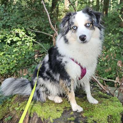 Hundetreffen-Gemeinsame Spaziergänge