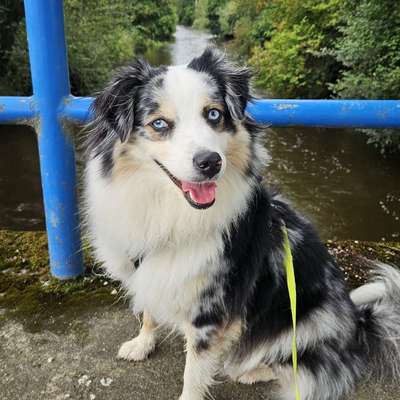 Hundetreffen-Gemeinsame Spaziergänge