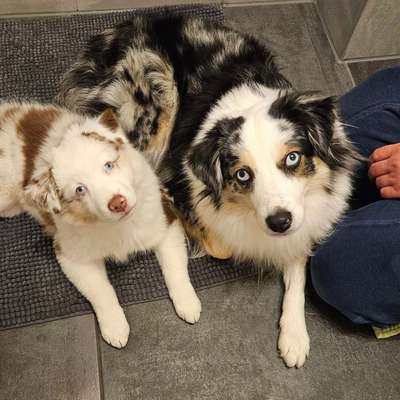 Hundetreffen-Gemeinsame Spaziergänge