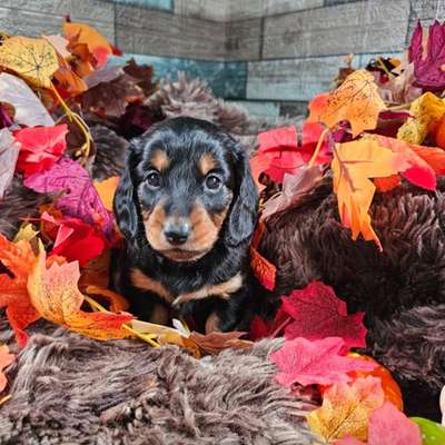 Hundetreffen-Kennenlern-Treffen-Bild