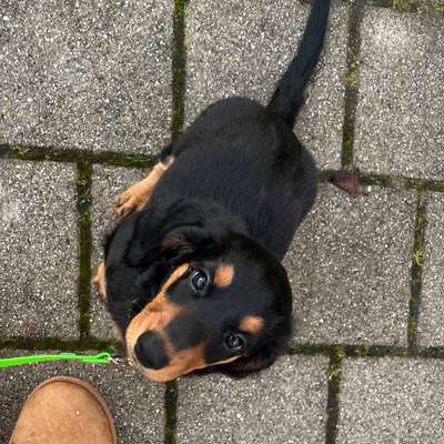 Hundetreffen-Kennenlern-Treffen-Bild