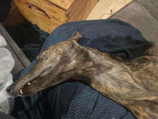 Windhunde - Treffen der besonderen Schönheiten
HERZLICH WILLKOMMEN-Beitrag-Bild