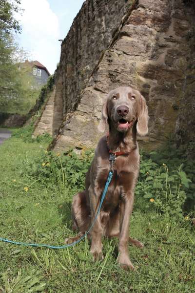 Weimaraner-Beitrag-Bild