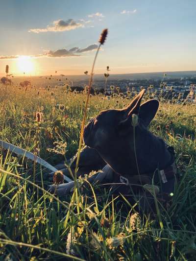 Foto's und Hundemodels-Beitrag-Bild