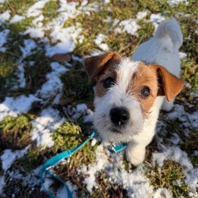 Hundetreffen-Welpentreffen Arnimplatz-Bild