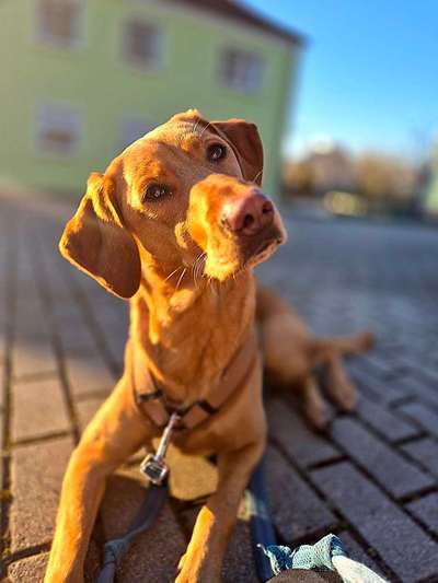 Hundetreffen-Trainingspartner-Bild