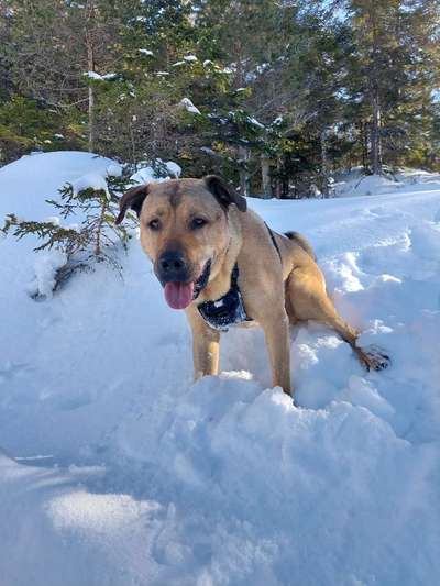 Welchen Hund hast du?-Beitrag-Bild