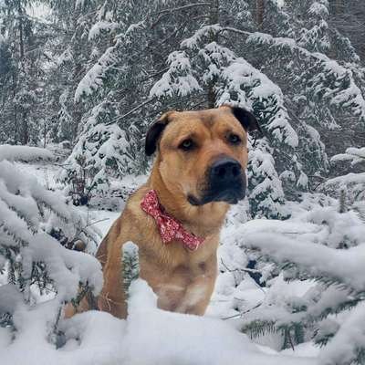 Foto Challenge Nr.: 114
Hunde im Schnee-Beitrag-Bild