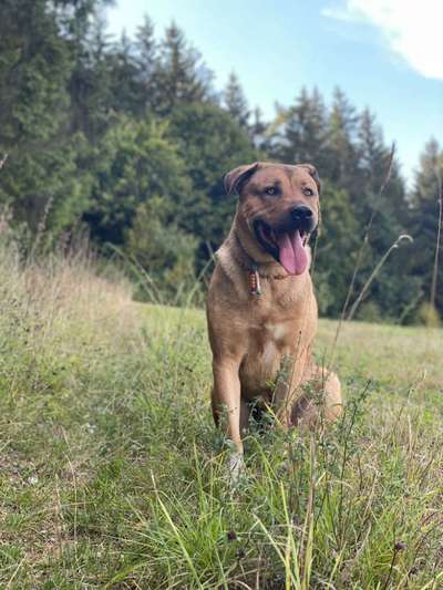 Welchen Hund hast du?-Beitrag-Bild