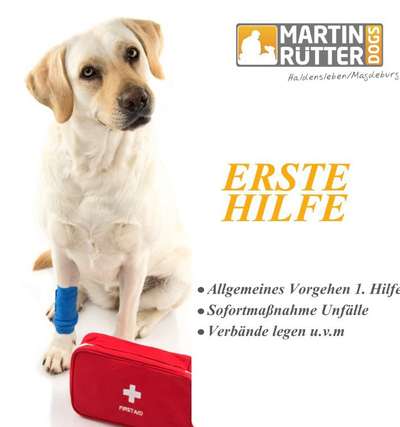 Giftköder-Erste Hilfe am Hund-Bild