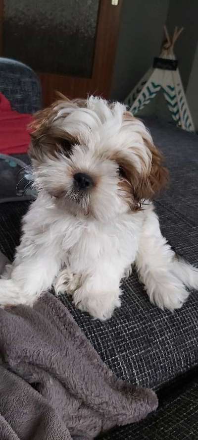 Welpen Bilder !-Beitrag-Bild