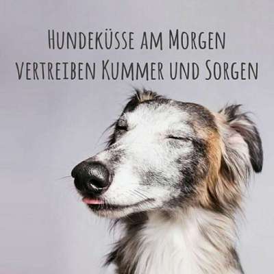 Hundetreffen-Welpentreffen  kleine Hunde-Profilbild