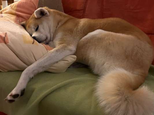 Gehören Hunde ins Restaurant?-Beitrag-Bild