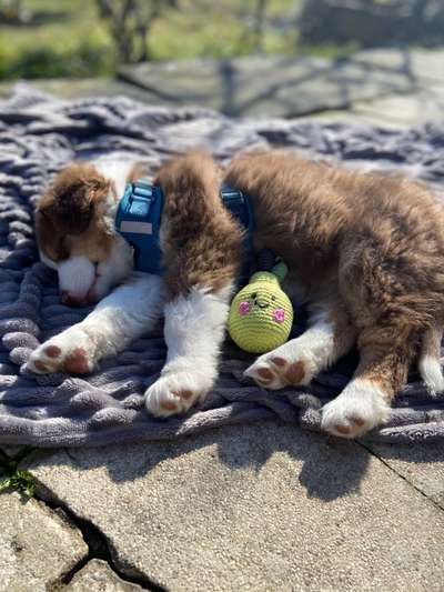 Welpen Bilder !-Beitrag-Bild