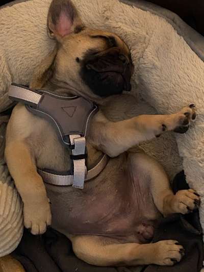 Als Welpen sind sie alle noch süßer-Beitrag-Bild