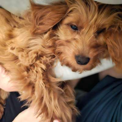 Hundetreffen-Milo sucht passende Spielkameraden-Bild