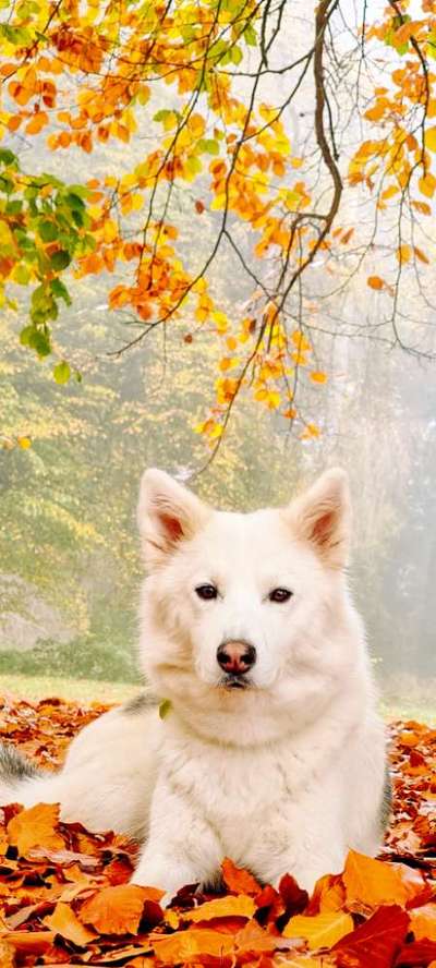 Wald Bild-Beitrag-Bild