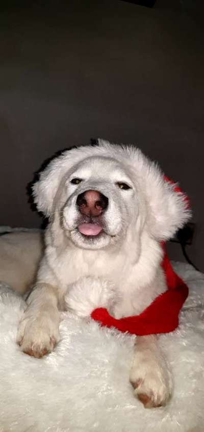 It's beginning to look a lot like.....-Beitrag-Bild