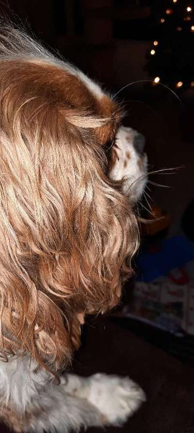 Cavalier King Charles Spaniel?-Beitrag-Bild