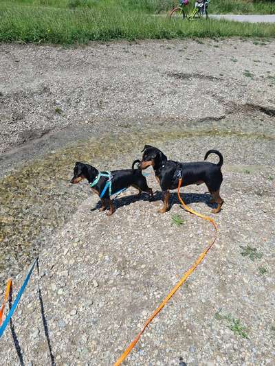 Suchen eingezäuntes Freizeitgrundstück zum Toben ohne Leine-Beitrag-Bild