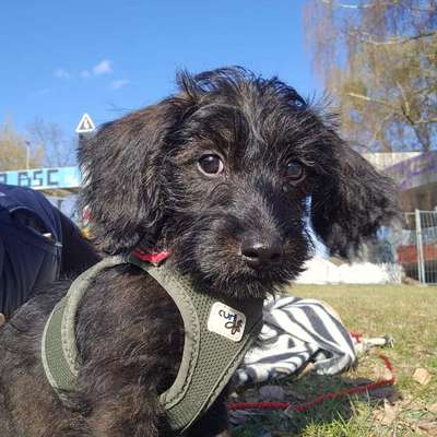 Hundetreffen-Spaßige Spielrunde-Bild